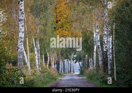 Ruelle de bouleau dans la réserve naturelle Emsdettener Venn dans le district de Steinfurt, sanctuaire ornithologique européen, Rhénanie du Nord-Westphalie, Allemagne. Birkenallee Banque D'Images