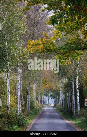 Ruelle de bouleau dans la réserve naturelle Emsdettener Venn dans le district de Steinfurt, sanctuaire ornithologique européen, Rhénanie du Nord-Westphalie, Allemagne. Birkenallee Banque D'Images