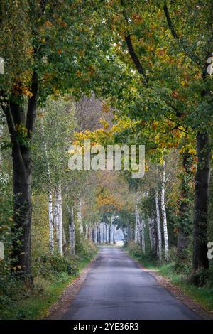 Ruelle de bouleau dans la réserve naturelle Emsdettener Venn dans le district de Steinfurt, sanctuaire ornithologique européen, Rhénanie du Nord-Westphalie, Allemagne. Birkenallee Banque D'Images