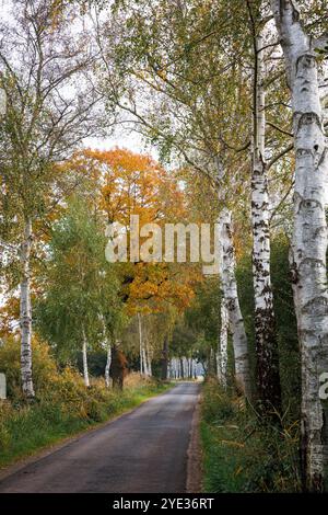 Ruelle de bouleau dans la réserve naturelle Emsdettener Venn dans le district de Steinfurt, sanctuaire ornithologique européen, Rhénanie du Nord-Westphalie, Allemagne. Birkenallee Banque D'Images