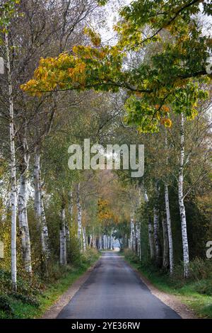 Ruelle de bouleau dans la réserve naturelle Emsdettener Venn dans le district de Steinfurt, sanctuaire ornithologique européen, Rhénanie du Nord-Westphalie, Allemagne. Birkenallee Banque D'Images