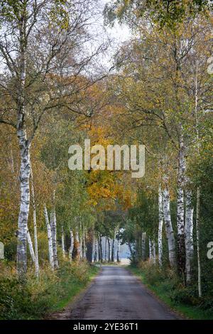 Ruelle de bouleau dans la réserve naturelle Emsdettener Venn dans le district de Steinfurt, sanctuaire ornithologique européen, Rhénanie du Nord-Westphalie, Allemagne. Birkenallee Banque D'Images