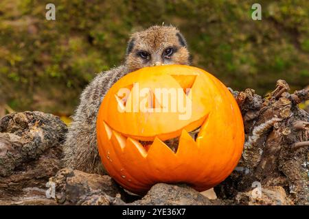 ZSL London Zoo, Regent’s Park, Londres, Royaume-Uni. 29 octobre 2024. Animaux au zoo de Londres mis en place pour célébrer Halloween tôt avec des friandises à la citrouille . Les suricates Dracula, Penelope et Frank jouent avec leurs propres citrouilles remplies de ver de farine pour lancer « Bouh au zoo », une journée en famille pleine de vie sauvage. Crédit : Amanda Rose/Alamy Live News Banque D'Images