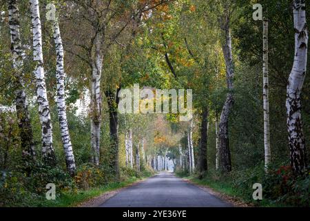 Ruelle de bouleau dans la réserve naturelle Emsdettener Venn dans le district de Steinfurt, sanctuaire ornithologique européen, Rhénanie du Nord-Westphalie, Allemagne. Birkenallee Banque D'Images