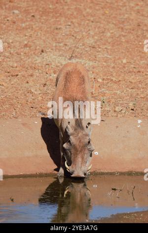 Phacochère du désert (Phacochoerus aethiopicus) dans un point d'eau en saison sèche, réserve nationale de Samburu, Kenya, Afrique de l'est Banque D'Images