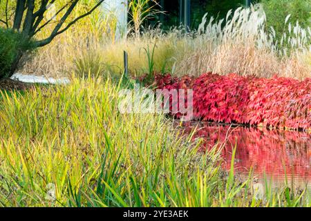 Couleur automne Boston Ivy, Parthenocissus tricuspidata, herbes Miscanthus, jardin d'automne octobre jaune plantes rouges Banque D'Images