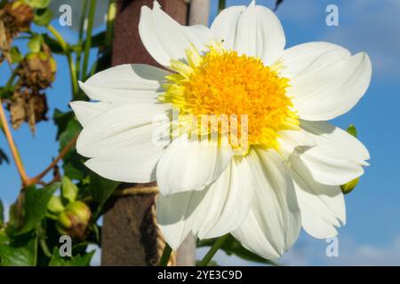 White Yellow Center, Dahlia 'Platinum Blonde' Anemone Group, fleur de Dahlia Banque D'Images