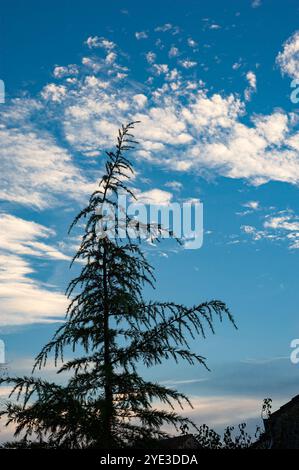 Silhouette d'un cèdre (Cedrus) contre un ciel partiellement nuageux Banque D'Images