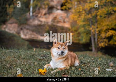 Un chien Shiba inu rouge est couché sur l'herbe à Ligatne, lettonie à l'automne. Rivière Ligatne et falaises de grès avec des grottes sur le fond. Banque D'Images