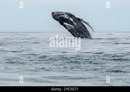 Baleine à bosse dans la baie de Fundy en Nouvelle-Écosse Banque D'Images