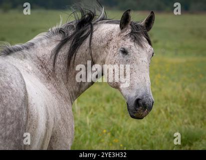 Portrait de cheval appaloosa dans un champ vert Banque D'Images