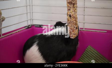 Un cobaye noir et blanc regarde curieusement depuis sa cage rose. Parfait pour les soins des animaux de compagnie, les soins des cochons d'Inde et les scènes d'animaux domestiques. Banque D'Images