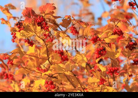 Branches de viburnum avec des fruits mûrs et des feuilles d'automne dans la lumière jaune du soir Banque D'Images