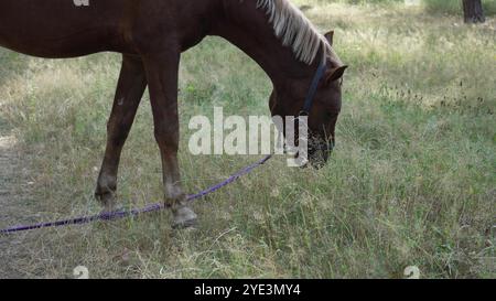 Dans une forêt calme, un cheval brun attelé pèle parmi les hautes herbes, tandis que le chemin sinueux et la lumière douce du soleil créent un cadre pittoresque et paisible Banque D'Images