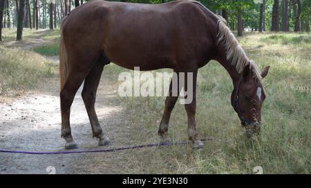 Dans une forêt calme, un cheval brun attelé pèle parmi les hautes herbes, tandis que le chemin sinueux et la lumière douce du soleil créent un cadre pittoresque et paisible Banque D'Images