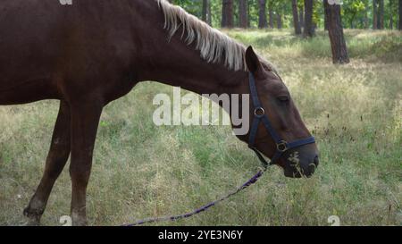 Dans une forêt calme, un cheval brun attelé pèle parmi les hautes herbes, tandis que le chemin sinueux et la lumière douce du soleil créent un cadre pittoresque et paisible Banque D'Images