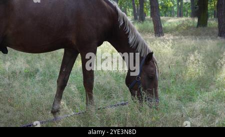 Dans une forêt calme, un cheval brun attelé pèle parmi les hautes herbes, tandis que le chemin sinueux et la lumière douce du soleil créent un cadre pittoresque et paisible Banque D'Images