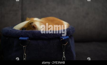 Un cobaye blanc avec des taches rouges se détend dans un récipient souple bleu, placé sur un canapé gris. Parfait pour les vidéos sur le thème des animaux de compagnie ou de style de vie confortable. Banque D'Images