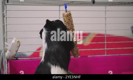 Idéal pour prendre soin des animaux de compagnie, des cobayes et des animaux de compagnie. Un cobaye noir et blanc sort curieusement de sa cage rose. Banque D'Images