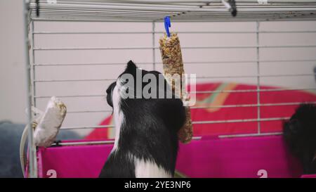 Idéal pour prendre soin des animaux de compagnie, des cobayes et des animaux de compagnie. Un cobaye noir et blanc sort curieusement de sa cage rose. Banque D'Images