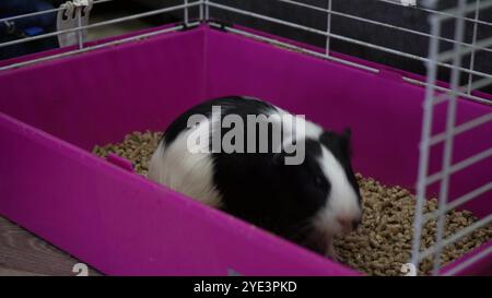 Idéal pour prendre soin des animaux de compagnie, des cobayes et des animaux de compagnie. Un cobaye noir et blanc sort curieusement de sa cage rose. Banque D'Images