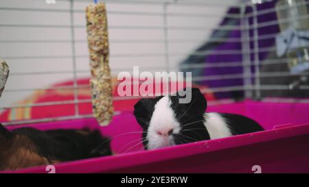 Idéal pour prendre soin des animaux de compagnie, des cobayes et des animaux de compagnie. Un cobaye noir et blanc sort curieusement de sa cage rose. Banque D'Images