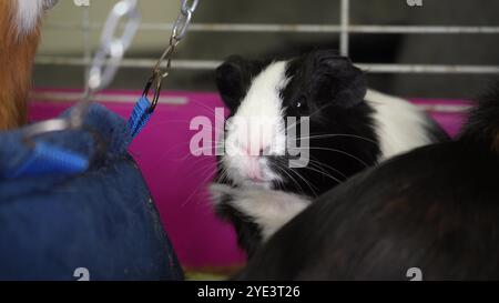 Un cobaye noir et blanc regarde curieusement depuis sa cage rose. Parfait pour les soins des animaux de compagnie, les soins des cochons d'Inde et les scènes d'animaux domestiques. Banque D'Images