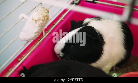 Un cobaye noir et blanc regarde curieusement depuis sa cage rose. Parfait pour les soins des animaux de compagnie, les soins des cochons d'Inde et les scènes d'animaux domestiques. Banque D'Images