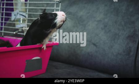 Un cobaye noir et blanc regarde curieusement depuis sa cage rose. Parfait pour les soins des animaux de compagnie, les soins des cochons d'Inde et les scènes d'animaux domestiques. Banque D'Images