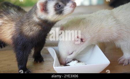 Deux furets ludiques mangent sur une table en bois. L'un mange dans un bol, et l'autre essaie constamment de regarder dans le bol avec de la nourriture. Banque D'Images