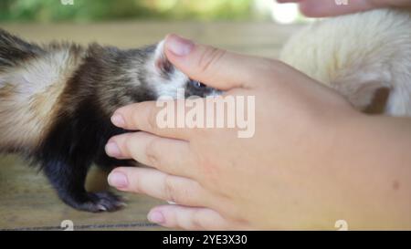 Deux furets ludiques mangent sur une table en bois. L'un mange dans un bol, et l'autre essaie constamment de regarder dans le bol avec de la nourriture. Banque D'Images