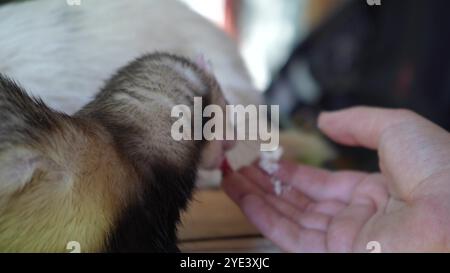 Deux furets passent du temps avec une jeune fille à l'extérieur. Un furet brun mange de la main d'une jeune femme sur une table en bois. Banque D'Images