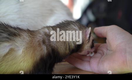 Deux furets passent du temps avec une jeune fille à l'extérieur. Un furet brun mange de la main d'une jeune femme sur une table en bois. Banque D'Images