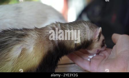 Deux furets passent du temps avec une jeune fille à l'extérieur. Un furet brun mange de la main d'une jeune femme sur une table en bois. Banque D'Images