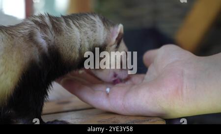 Deux furets passent du temps avec une jeune fille à l'extérieur. Un furet brun mange de la main d'une jeune femme sur une table en bois. Banque D'Images