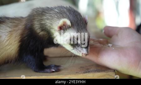 Un furet brun mange de la main d'une jeune femme sur une table en bois. Deux furets passent du temps avec une jeune fille à l'extérieur. Banque D'Images