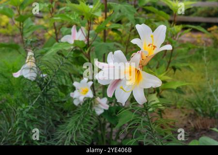 Fleurs de lis pousse dans le jardin. Jardin de campagne. Fond floral lumineux. Fleurs en fleurs. Banque D'Images