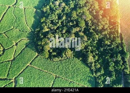 Champ de ferme vert à côté de la forêt au-dessus de la vue de drone de dessus Banque D'Images