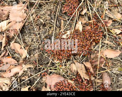 Une grappe de punaises de feu (Pyrrhocoris apterus) forme une texture frappante sur fond de feuilles sèches et de sol. Leurs couleurs rouge vif et noir St Banque D'Images