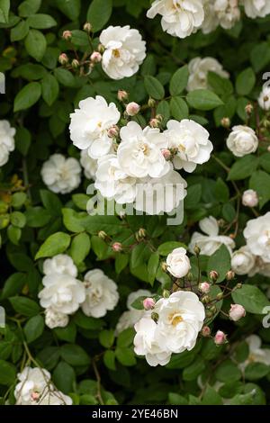 Couvrez-vous des têtes de fleurs blanches d'une belle rose grimpante blanche, fleurissant en juin dans un jardin d'été anglais, Angleterre, Royaume-Uni Banque D'Images