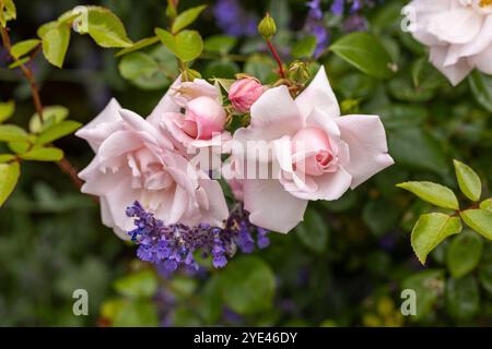 Gros plan de roses rose pâle fleurissant en juin dans un jardin d'été. Angleterre, Royaume-Uni Banque D'Images