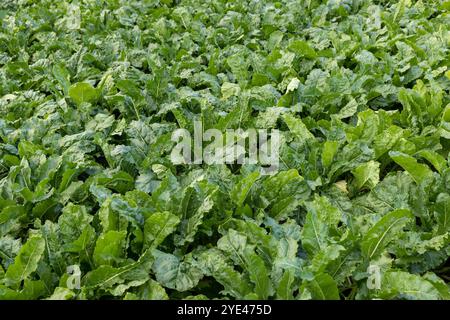 champ avec betteraves à sucre vertes , une grande quantité de betterave à sucre dans le champ pendant la période de maturation Banque D'Images