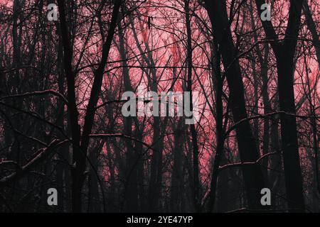 Atmosphère d'horreur rouge dans les bois, forêt Black Metal atmosphérique, forêt sombre et effrayante brumeuse, ambiance d'horreur sombre Banque D'Images