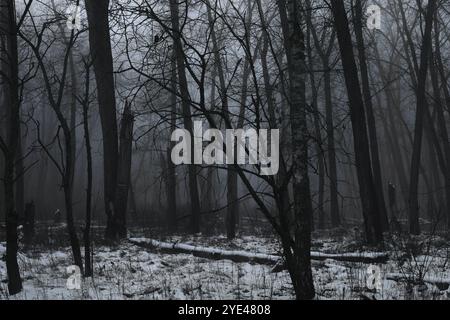 Forêt sombre et sombre malade, arbres tombés et une atmosphère de silence, bois de métal noir atmosphérique Banque D'Images