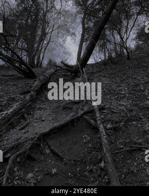 Forêt sombre et sombre malade, arbres tombés et une atmosphère de silence, bois de métal noir atmosphérique Banque D'Images