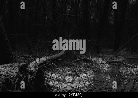 Forêt sombre et sombre malade, arbres tombés et une atmosphère de silence, bois de métal noir atmosphérique Banque D'Images