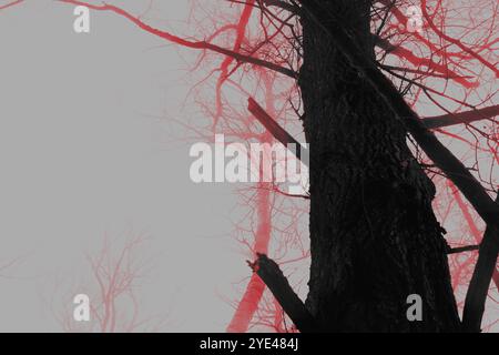 Atmosphère d'horreur rouge dans les bois, forêt Black Metal atmosphérique, forêt sombre et effrayante brumeuse, ambiance d'horreur sombre Banque D'Images