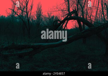 Forêt sombre et sombre malade, arbres tombés et une atmosphère de silence, bois de métal noir atmosphérique Banque D'Images