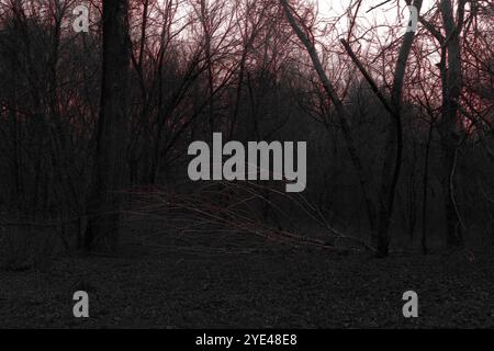 Forêt sombre et sombre malade, arbres tombés et une atmosphère de silence, bois de métal noir atmosphérique Banque D'Images