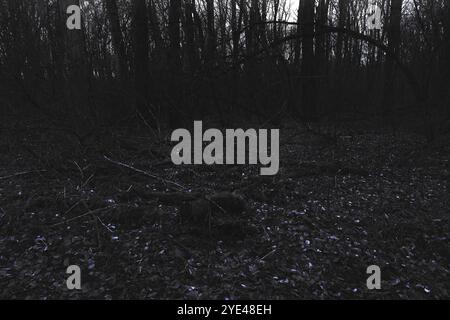 Forêt sombre et sombre malade, arbres tombés et une atmosphère de silence, bois de métal noir atmosphérique Banque D'Images